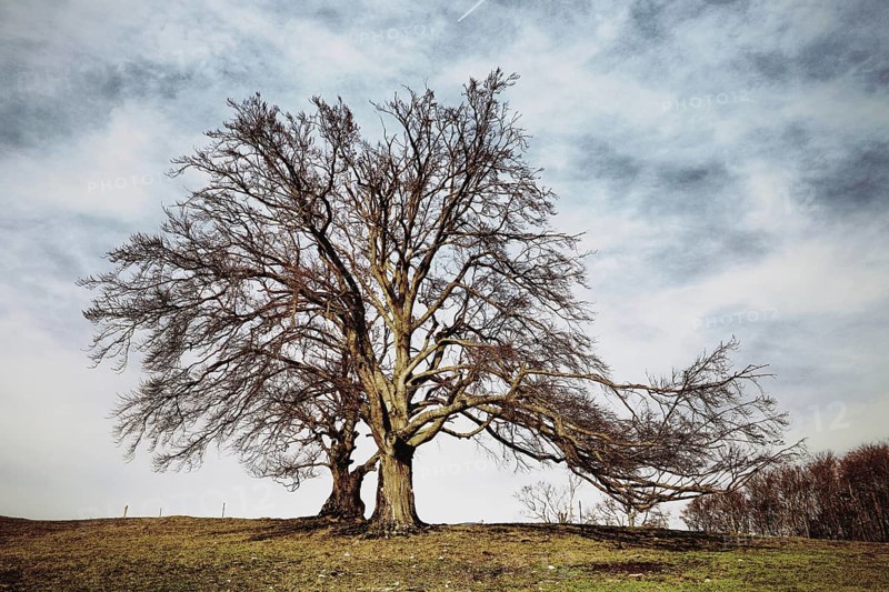 Large copper beech in a field under a cloudy sky, autumn atmosphere, Fagus sylvatica, Hauenstein, Solothurn, Switzerland