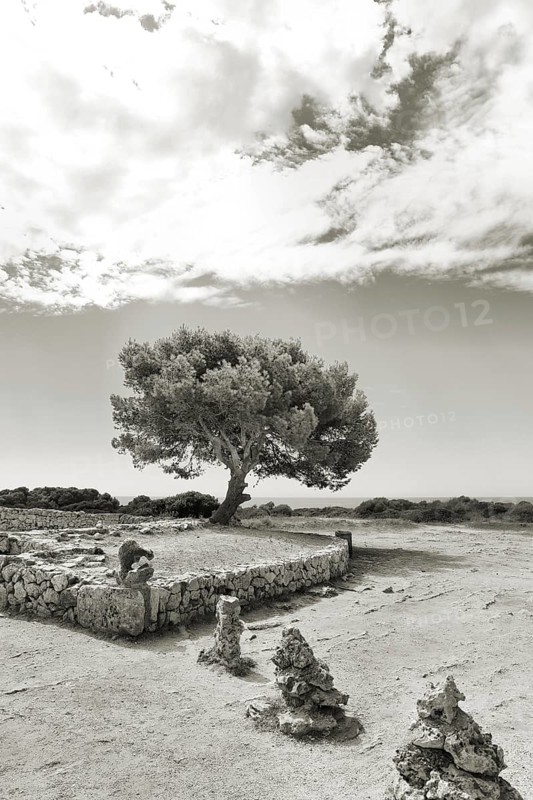 A solitary pine tree stands in a rocky landscape under an expansive sky in a monochrome painting, Pinus halepensis, Majorca, Spain