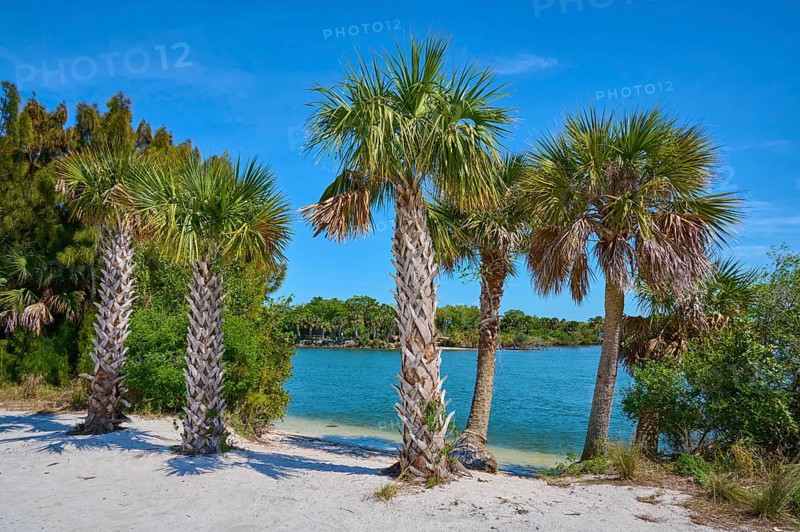 Palm trees on the beach with a view of blue water under a clear sky, Haulover Canal, Merritt Island National Wildlife Refuge, Mims, Florida, USA