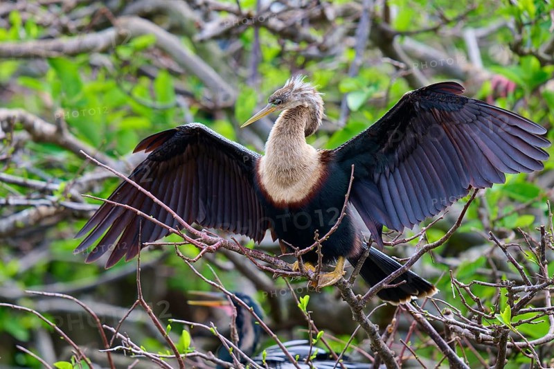 Bird on a branch with blurred green backdrop, Darter (Anhinga anhinga), spring, Wakodahatchee Wetlands, Delray Beach, Florida, USA