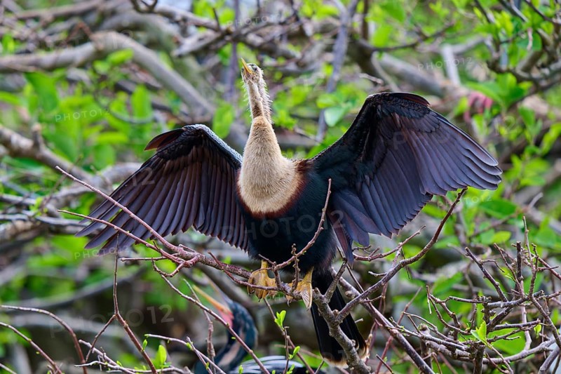 Bird with outstretched wings on a branch surrounded by greenery, Darter (Anhinga anhinga), spring, Wakodahatchee Wetlands, Delray Beach, Florida, USA