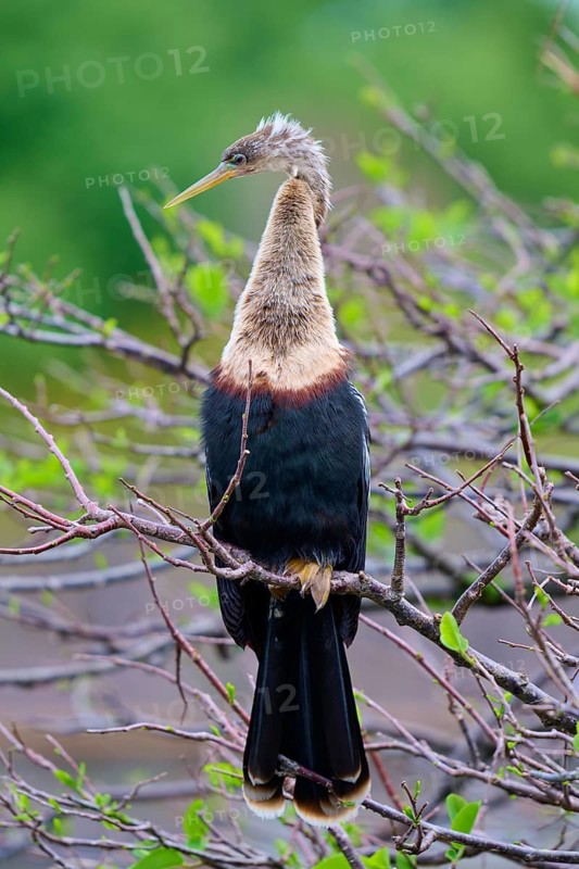 Bird sitting on a branch with brown and green background, Darter (Anhinga anhinga), spring, Wakodahatchee Wetlands, Delray Beach, Florida, USA