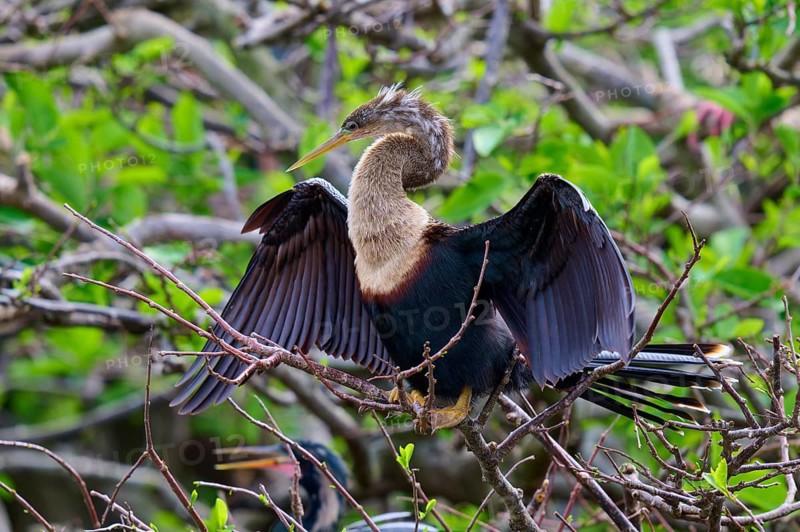 Bird on a branch with blurred green backdrop, Darter (Anhinga anhinga), spring, Wakodahatchee Wetlands, Delray Beach, Florida, USA