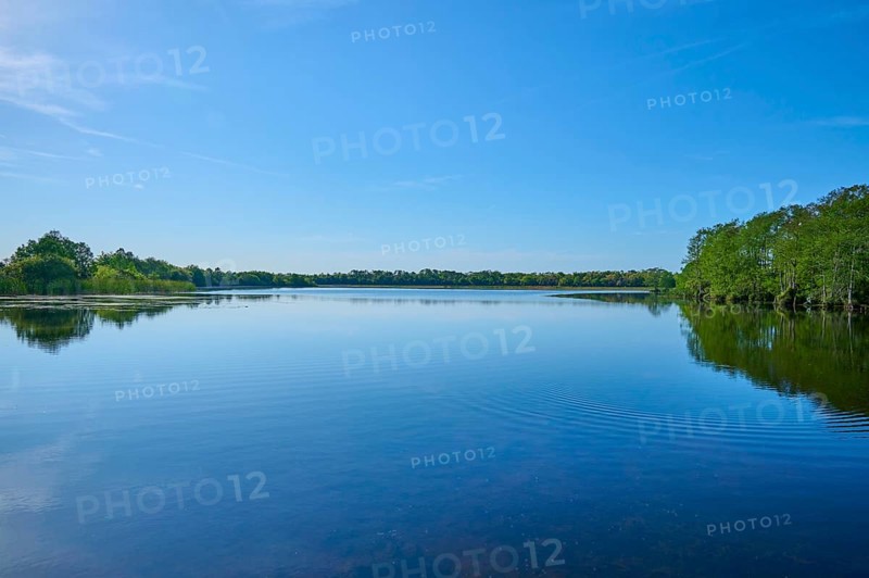 A tranquil lake surrounded by cypress forest under a clear sky, Orlando Wetlands, Christmas, Florida, USA
