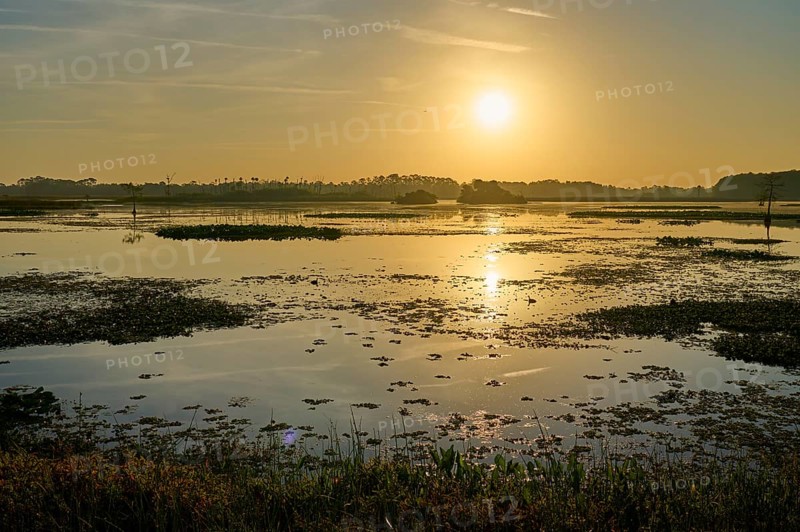 Waterscape at sunrise with golden colours, Orlando Wetlands, Christmas, Florida, USA