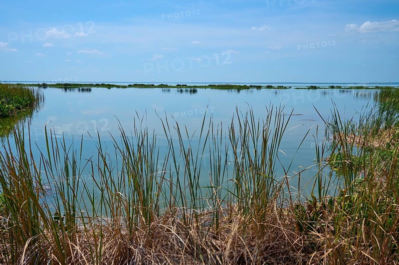 Tall reeds growing on calm water, blue sky and natural surroundings, Lake Apopka North Shore, Orlando, Florida, USA
