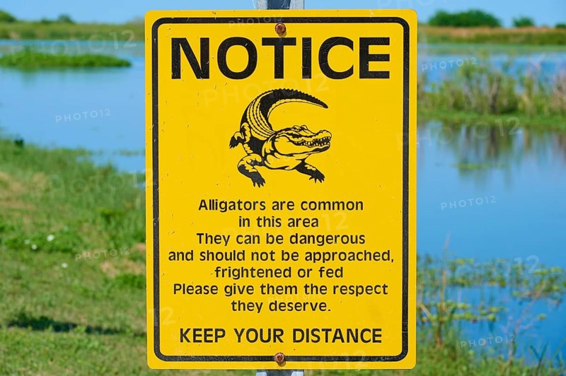 Warning sign about alligators in nature, yellow sign with text and illustration of an alligator, Lake Apopka North Shore, Orlando, Florida, USA