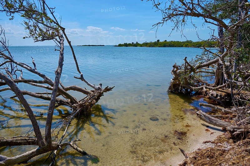 Coastal landscape with clear water and bare branches, harmonious and calm, Haulover Canal, Merritt Island National Wildlife Refuge, Mims, Florida, USA