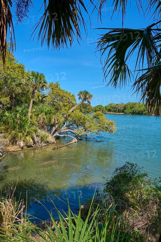 Lush trees on the banks of a clear river under a blue sky, Haulover Canal, Merritt Island National Wildlife Refuge, Mims, Florida, USA