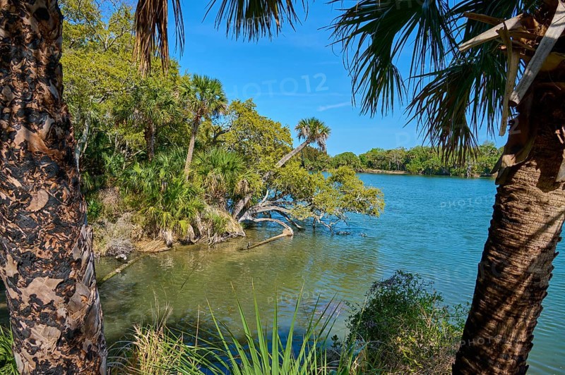 Palm trees in the foreground and clear water with lush vegetation, Haulover Canal, Merritt Island National Wildlife Refuge, Mims, Florida, USA