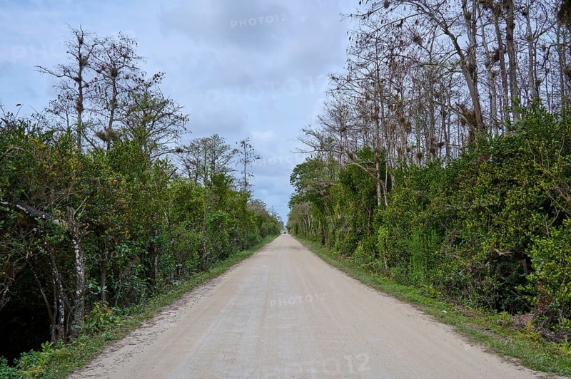 A lonely road between densely overgrown trees under a cloudy sky, Loop Rd Big Cypress National Preserve, Big Cypress National Preserve, Florida, USA