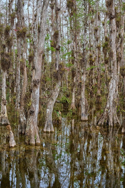 Dense forest with reflective cypress trees and some vegetation on marshy water, Big Cypress National Preserve, Florida, USA