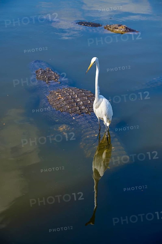 Great White Egret (Egretta alba), next to an American Alligator (Alligator mississippiensis), in the water reflecting the blue sky, Orlando, Florida, USA