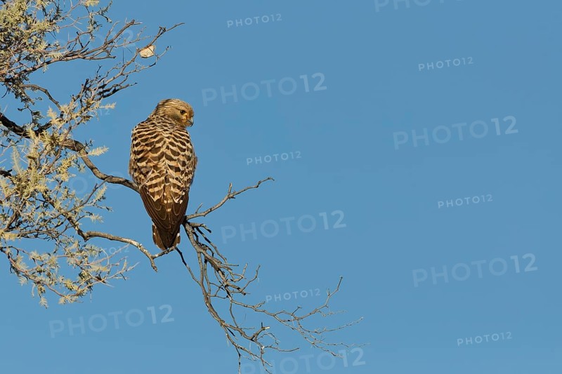 Rock kestrel (Falco rupicolus), sitting on a tree branch, on the lookout, Kgalagadi Transfrontier Park, Northern Cape, South Africa