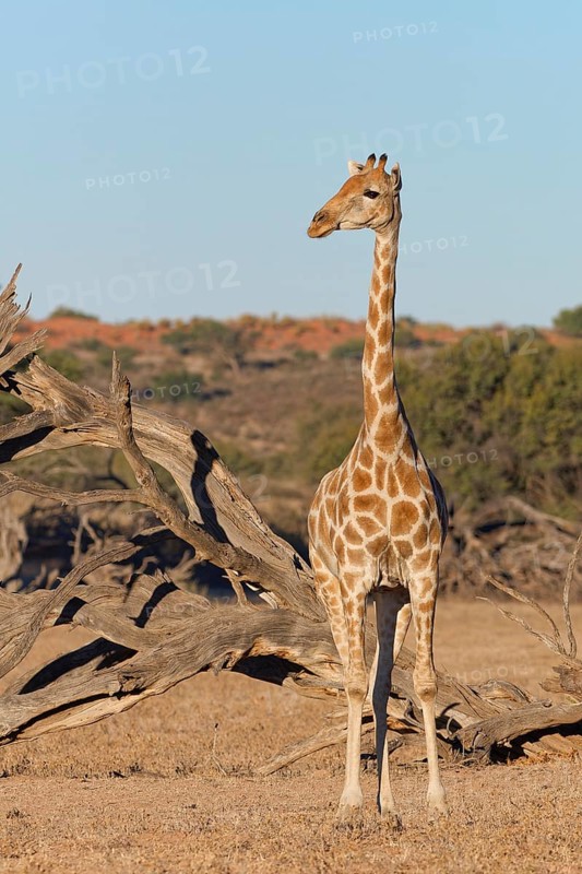 South African giraffe (Giraffa camelopardalis giraffa), adult, animal portrait, evening light, Kgalagadi Transfrontier Park, Northern Cape, South Africa