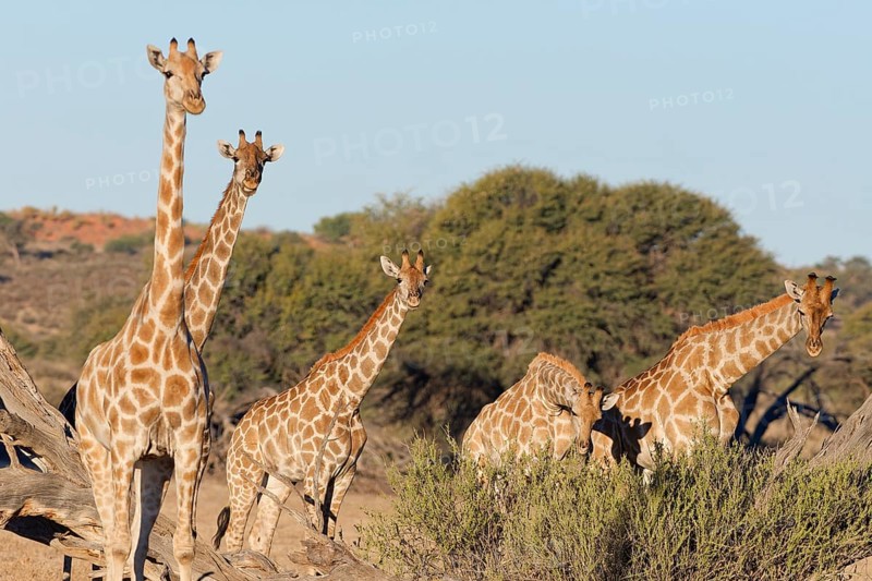 South African giraffes (Giraffa camelopardalis giraffa), two adults with young feeding on leaves, Kgalagadi Transfrontier Park, Northern Cape, South Africa