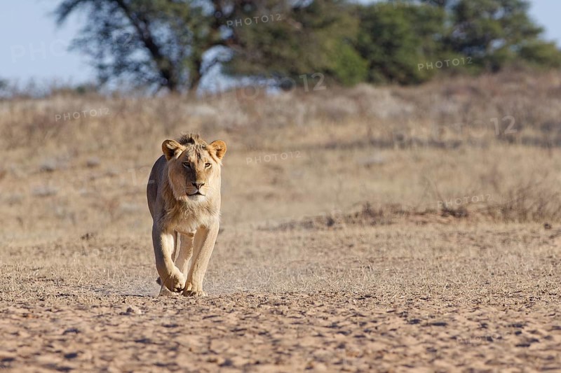African lion (Panthera leo), male walking in dry grass, towards the waterhole, looking at camera, Kgalagadi Transfrontier Park, Northern Cape, South Africa