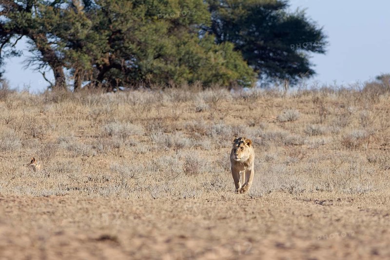 African lion (Panthera leo), male walking in dry grass, towards the waterhole, Kgalagadi Transfrontier Park, Northern Cape, South Africa