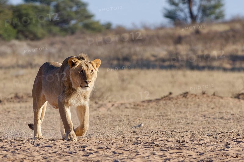 African lion (Panthera leo), male walking towards the waterhole, Kgalagadi Transfrontier Park, Northern Cape, South Africa