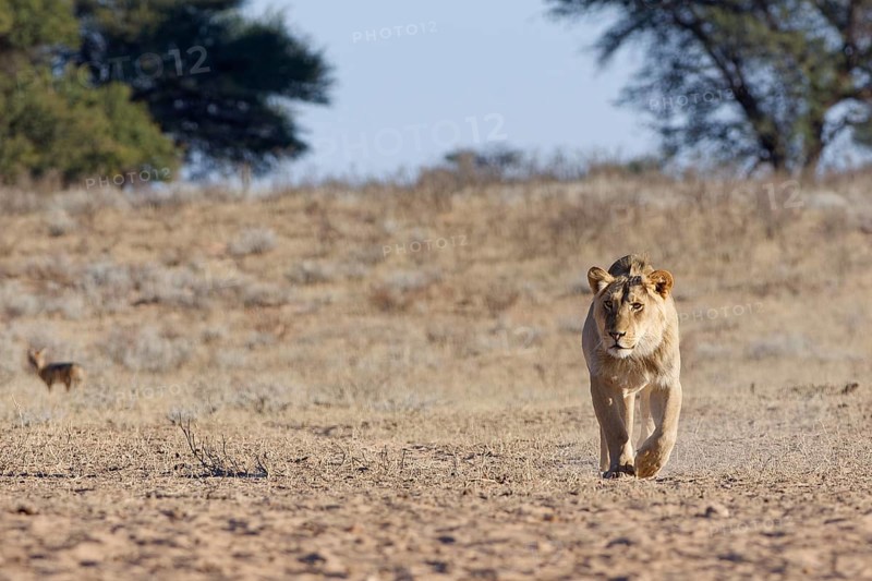 African lion (Panthera leo), male walking in dry grass, towards the waterhole, looking at camera, Kgalagadi Transfrontier Park, Northern Cape, South Africa