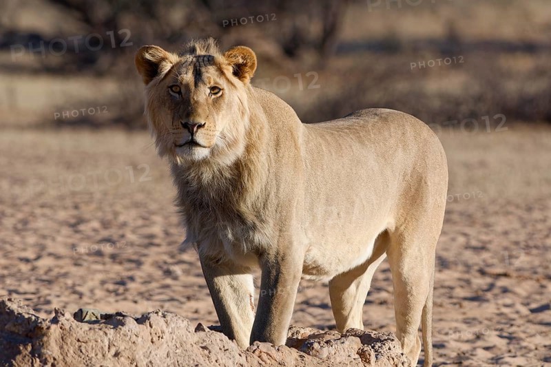 African lion (Panthera leo), male standing at waterhole, looking at camera, alert, Kgalagadi Transfrontier Park, Northern Cape, South Africa