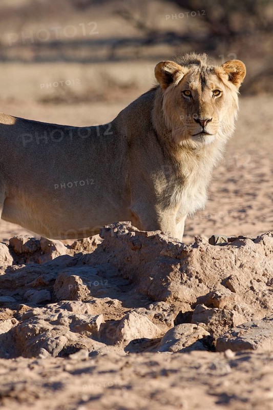 African lion (Panthera leo), male standing at waterhole, looking at camera, alert, Kgalagadi Transfrontier Park, Northern Cape, South Africa