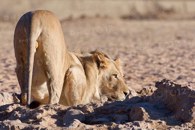 African lion (Panthera leo), male drinking at waterhole, alert, Kgalagadi Transfrontier Park, Northern Cape, South Africa