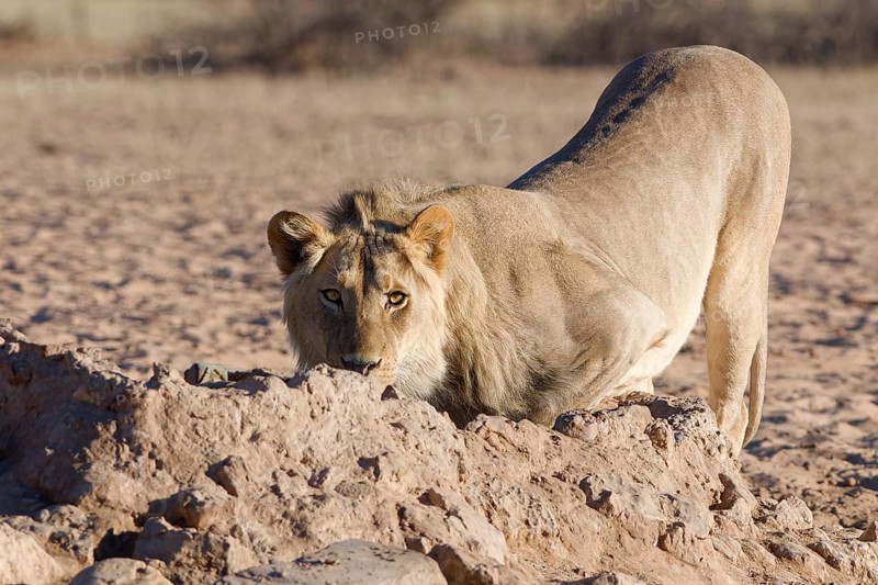 African lion (Panthera leo), male drinking at waterhole, looking at camera, alert, Kgalagadi Transfrontier Park, Northern Cape, South Africa