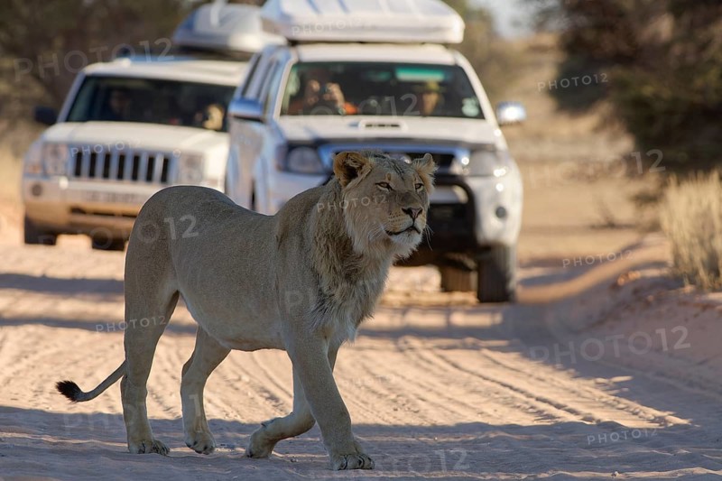 African lion (Panthera leo), male walking on a dirt road, followed by two off-road vehicles with passengers, Kgalagadi Transfrontier Park, Northern Cape, South Africa
