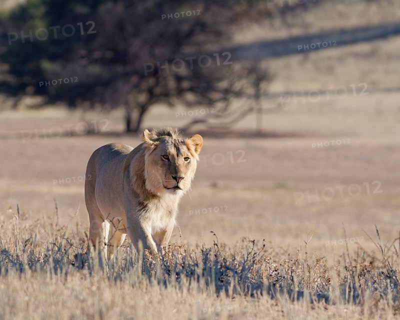 African lion (Panthera leo), male walking in tall dry grass, Kgalagadi Transfrontier Park, Northern Cape, South Africa