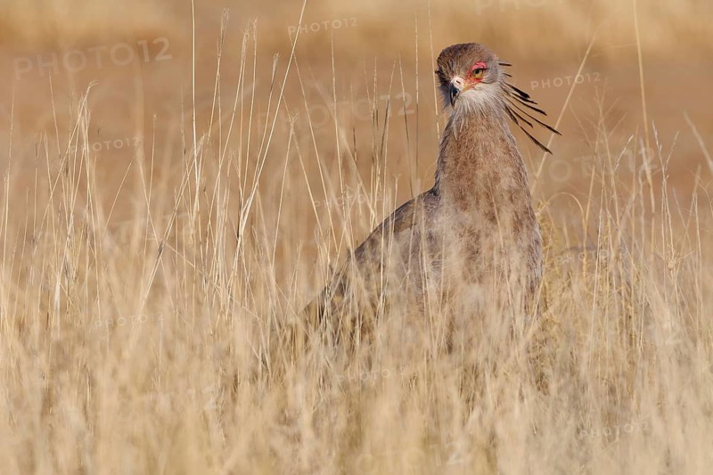 Secretary bird (Sagittarius serpentarius), adult, foraging in tall dry grass, Kgalagadi Transfrontier Park, Northern Cape, South Africa