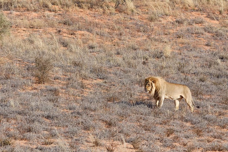 African lion (Panthera leo), male standing on a grassy sand dune, alert, Kgalagadi Transfrontier Park, Northern Cape, South Africa
