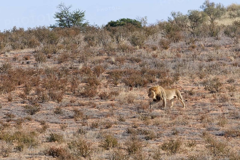 African lion (Panthera leo), male walking on a grassy sand dune, Kgalagadi Transfrontier Park, Northern Cape, South Africa