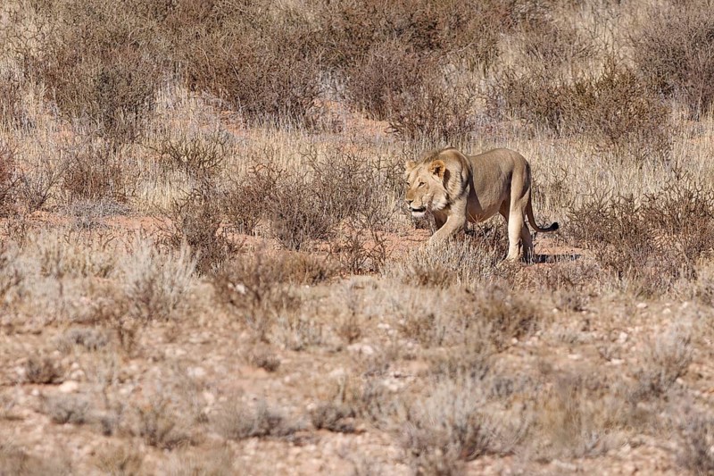 African lion (Panthera leo), male walking on a grassy sand dune, Kgalagadi Transfrontier Park, Northern Cape, South Africa