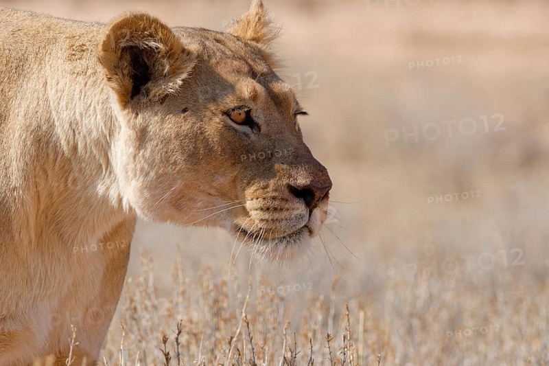 African lion (Panthera leo), lioness walking in tall dry grass, close-up of the head, Kgalagadi Transfrontier Park, Northern Cape, South Africa