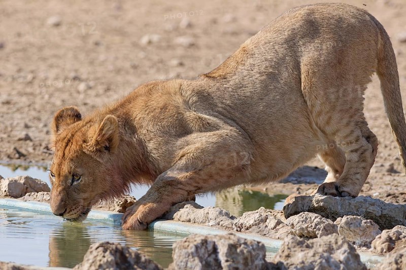 African lion (Panthera leo), young male drinking at waterhole, Kgalagadi Transfrontier Park, Northern Cape, South Africa