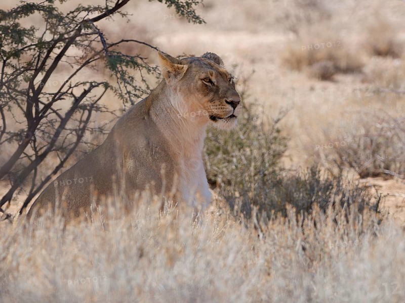 African lion (Panthera leo), sitting lioness resting in tall dry grass, in the shade, Kgalagadi Transfrontier Park, Northern Cape, South Africa