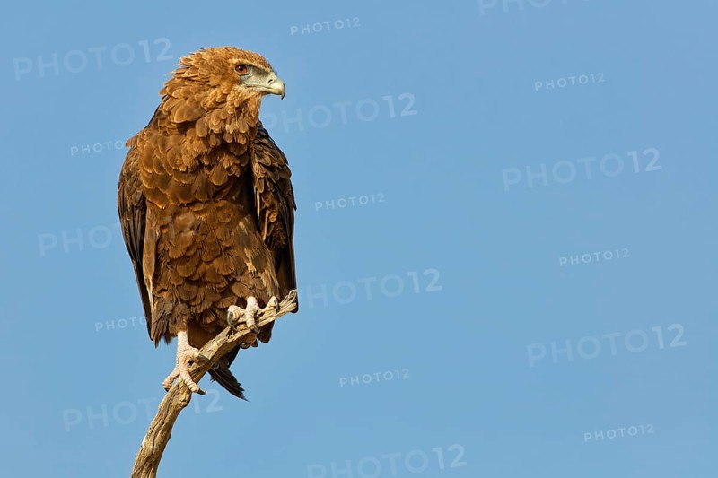 Bateleur eagle (Terathopius ecaudatus), juvenile, sitting on a tree branch, Kgalagadi Transfrontier Park, Northern Cape, South Africa