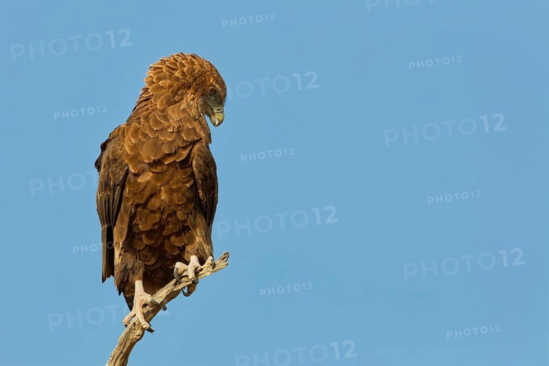 Bateleur eagle (Terathopius ecaudatus), juvenile, sitting on a tree branch, Kgalagadi Transfrontier Park, Northern Cape, South Africa