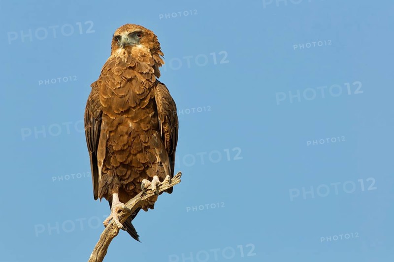 Bateleur eagle (Terathopius ecaudatus), juvenile, sitting on a tree branch, looking towards camera, Kgalagadi Transfrontier Park, Northern Cape, South Africa