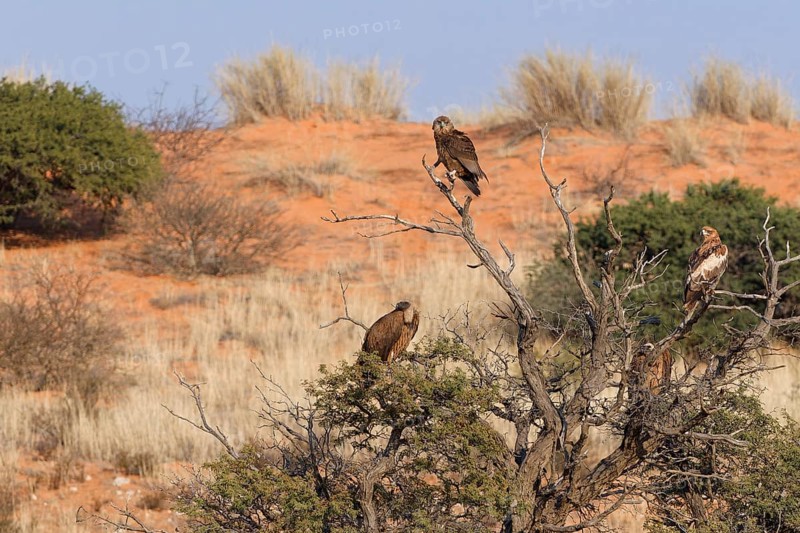 Bateleur eagle (Terathopius ecaudatus), juvenile, with two white-backed vultures (Gyps africanus) and a tawny eagle (Aquila rapax), sitting on tree branches, Kgalagadi Transfrontier Park, Northern Cape, South Africa