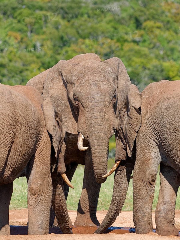 African bush elephants (Loxodonta africana), three adult males drinking at a waterhole, Addo Elephant National Park, Eastern Cape, South Africa