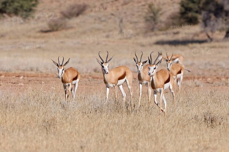 Springboks (Antidorcas marsupialis), group of adults, running in tall dry grass, Kgalagadi Transfrontier Park, Northern Cape, South Africa