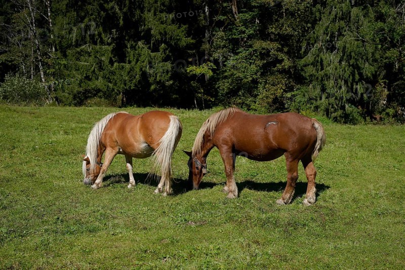 Grazing horses in the Graswang valley, Graswang, Pfeder, pasture farming, landscape conservation, Oberammergau, Catholic, Ammergau, Ammergau Alps, Upper Bavaria, Garmisch-Partenkirchen, Alps, Bavaria, holiday, holiday region, active holiday, recreation, holiday, summer holiday, holiday region, Germany