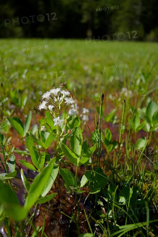 Feverfew (Menyanthes trifoliata), swamp, marsh plant, water plant, wetland, Graswang valley, Oberammergau, Graswang, Alps, mountains, Ammergau, Ammergau Alps, Bavaria, Upper Bavaria, Germany