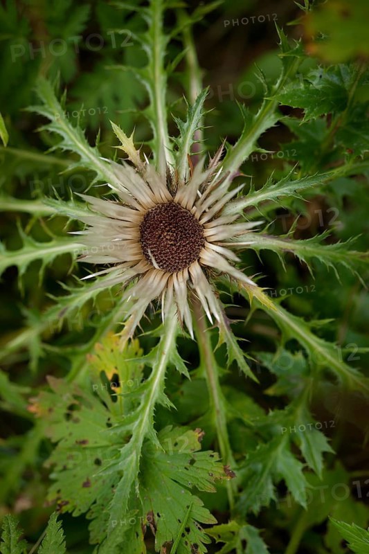 Silver thistle (Carlina acaulis) in the Ammergau Alps, Eberwurz, Laber, hiking, mountain hiking, Ammergau, Oberammergau, mountains, Alps, Bavaria, Upper Bavaria, Garmisch-Partenkirchen, Germany