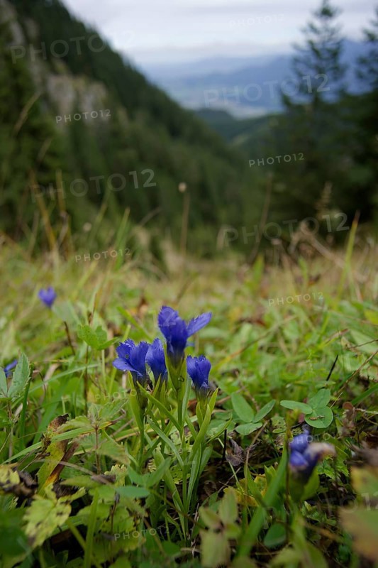 Gentianopsis ciliata (Gentianella ciliata) in the Ammergau Alps, Laber, gentian, hiking, mountain hiking, Ammergau, Oberammergau, mountains, Alps, Bavaria, Upper Bavaria, Garmisch-Partenkirchen, Germany