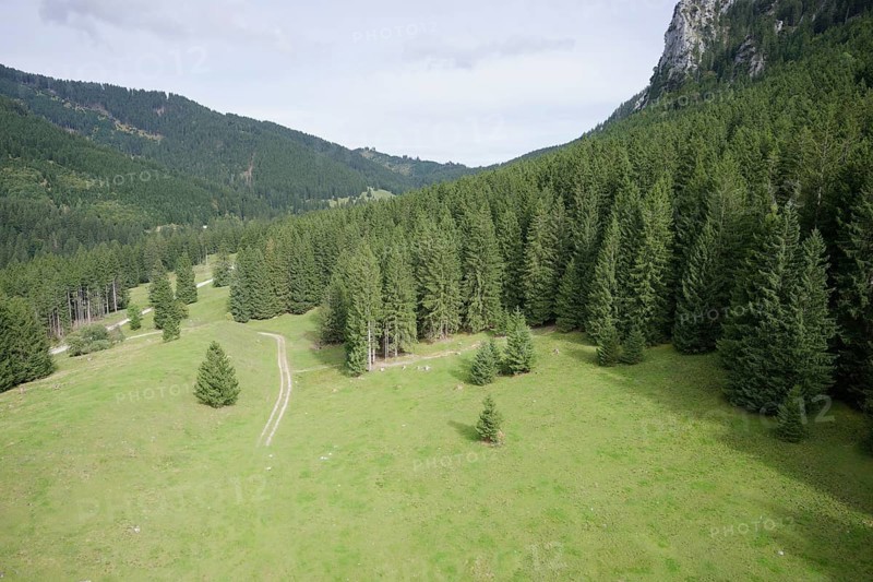 Mountain forest in the Ammergau Alps, forest, forestry, climate change, Ammergau, Oberammergau, mountains, Alps, Bavaria, Upper Bavaria, Garmisch-Partenkirchen, Germany