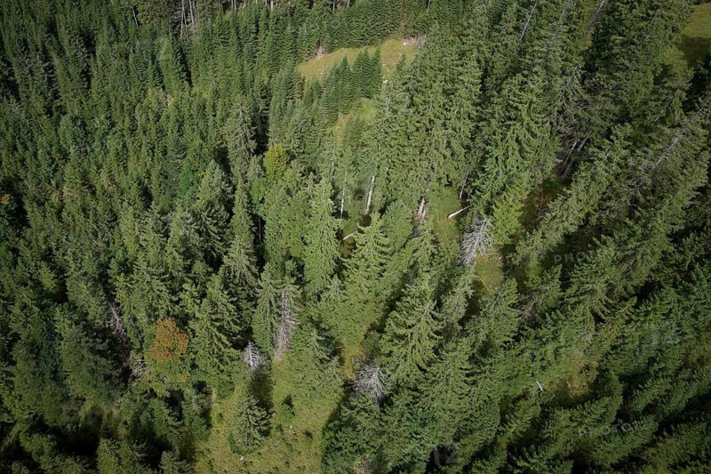 Mountain forest in the Ammergau Alps, forest, forestry, climate change, Ammergau, Oberammergau, mountains, Alps, Bavaria, Upper Bavaria, Garmisch-Partenkirchen, Germany