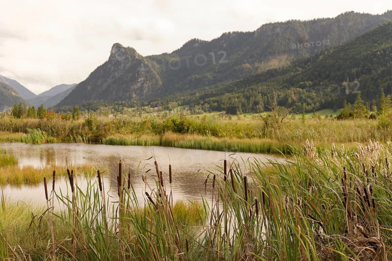 Pulvermoos between Oberammergau and Unterammergau with a view of Kofel, mountain hiking, hiking, moss, wetland biotope, Catholic, Ammergau, Ammergau Alps, Upper Bavaria, Garmisch-Partenkirchen, Alps, Bavaria, holiday, holiday region, active holiday, recreation, holiday, summer holiday, holiday region, Germany